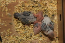 121226 --- Gruppbild av R9, R10, R11 och R12